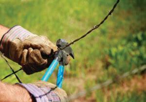Fencing: Man cutting old barb wire farm fence with hand fencing tool